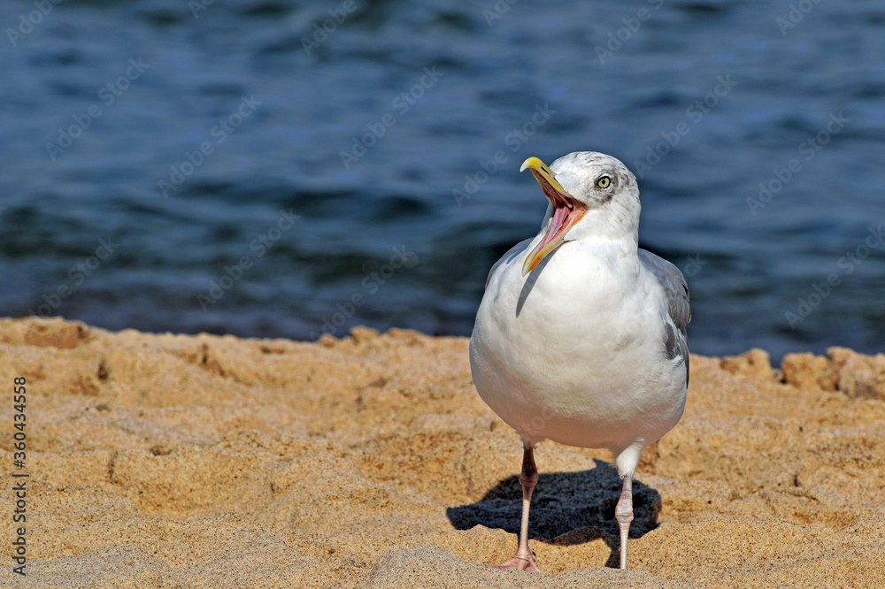 Obraz premium Mewa nad morzem