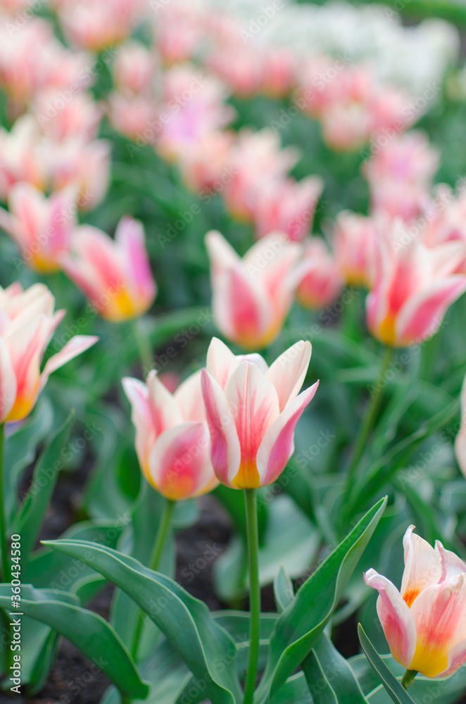 Fototapeta premium pink and white tulips