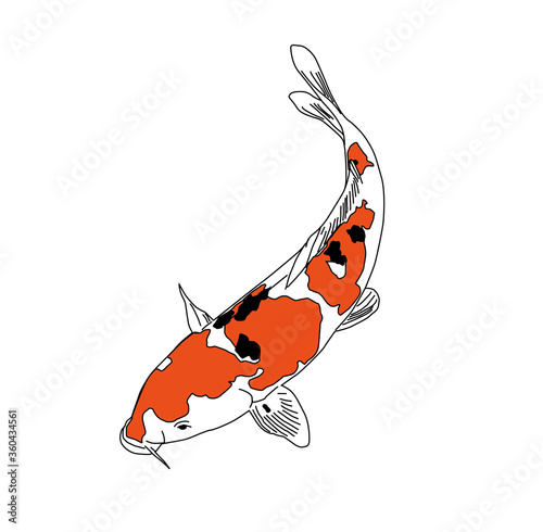 koi fish, colored illustrations, white background