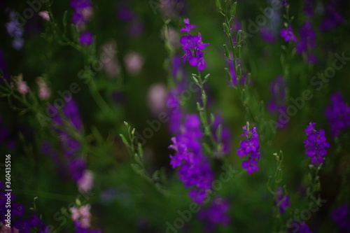Dark violet flowers grows in the garden, art soft focus