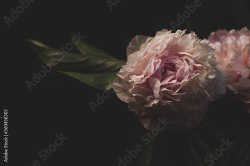 Fototapeta Naklejka Na Ścianę i Meble -  Pink peony flower on black background. Beautiful botanical floral design. Creative minimalism dark and moody style. White light rose colored blooming Paeonia plant with green leaves and petals in vase