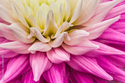 Award winning show Dahlias   Dahlias   on display at RHS Wisley Gardens flower festival.