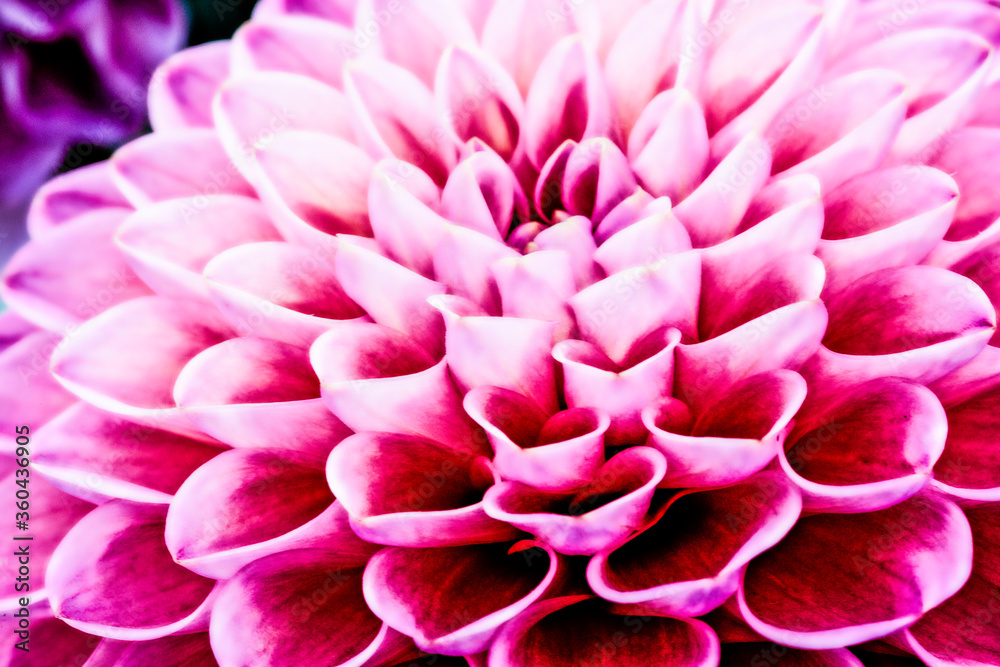 Award winning show Dahlias ( Dahlias ) on display at RHS Wisley Gardens flower festival.