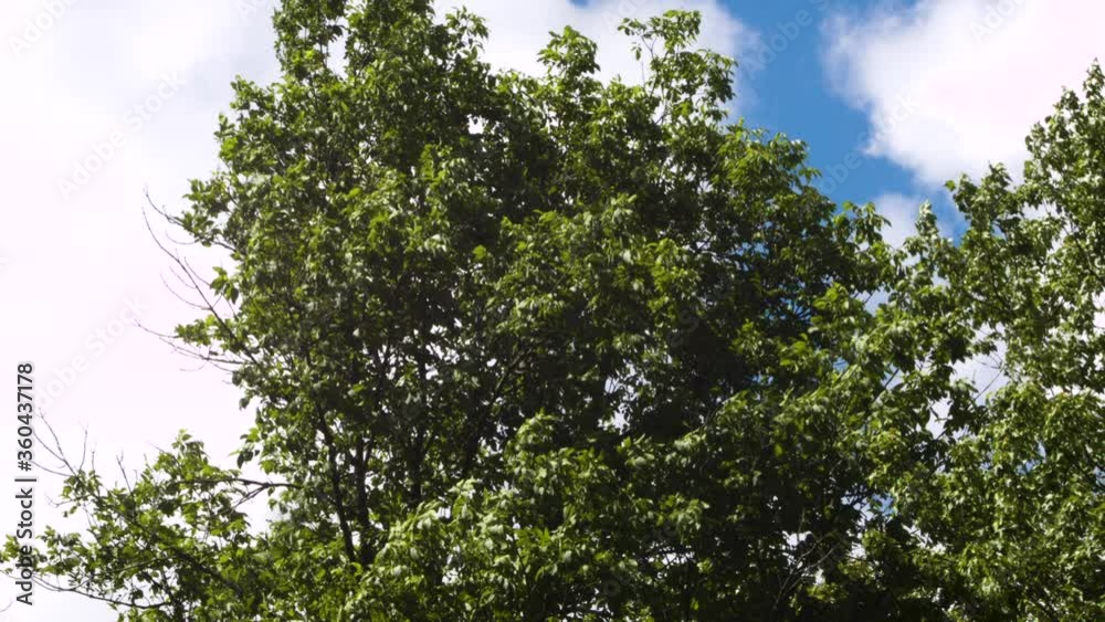 Tall Tree Gets Sunlight Before Being Covered By Large Cloud Tall Tree Gets Sunlight Before Being Covered By Large Cloud