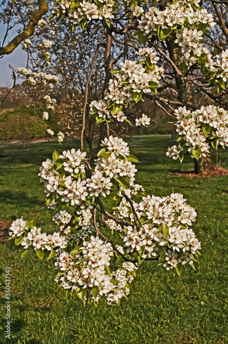 Wallpaper Mural Flowering Cherry Blossom in close up Torontodigital.ca