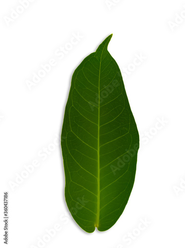 Leaves of rose apple isolated on a white background
