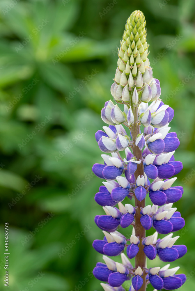 Lupins ( Lupins ) in full bloom in the flower borders of Rousham House & Gardens in Oxfordshire Lupins ( Lupins ) in full bloom in the flower borders of Rousham House & Gardens in Oxfordshire