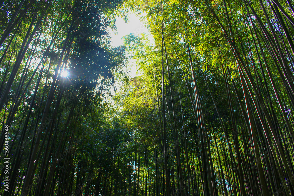 Naklejka premium bamboo