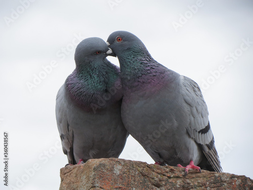 domestic pigeon animal of class Aves (birds)