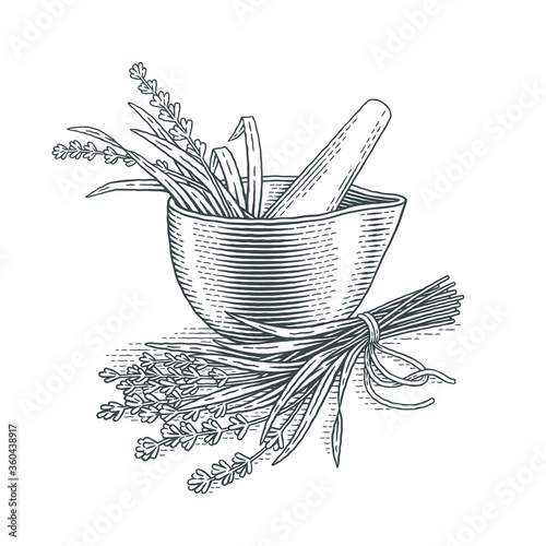 Bouquet of lavender flowers, pestle and mortar. Hand drawn engraving style illustrations.