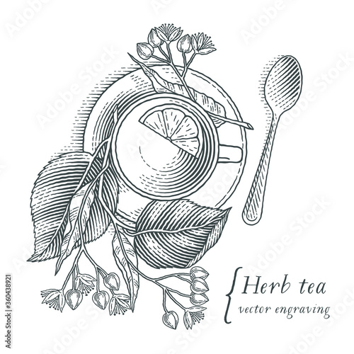 Linden tea with lemon slice decorated with linden branch. Hand drawn engraving style illustrations. 