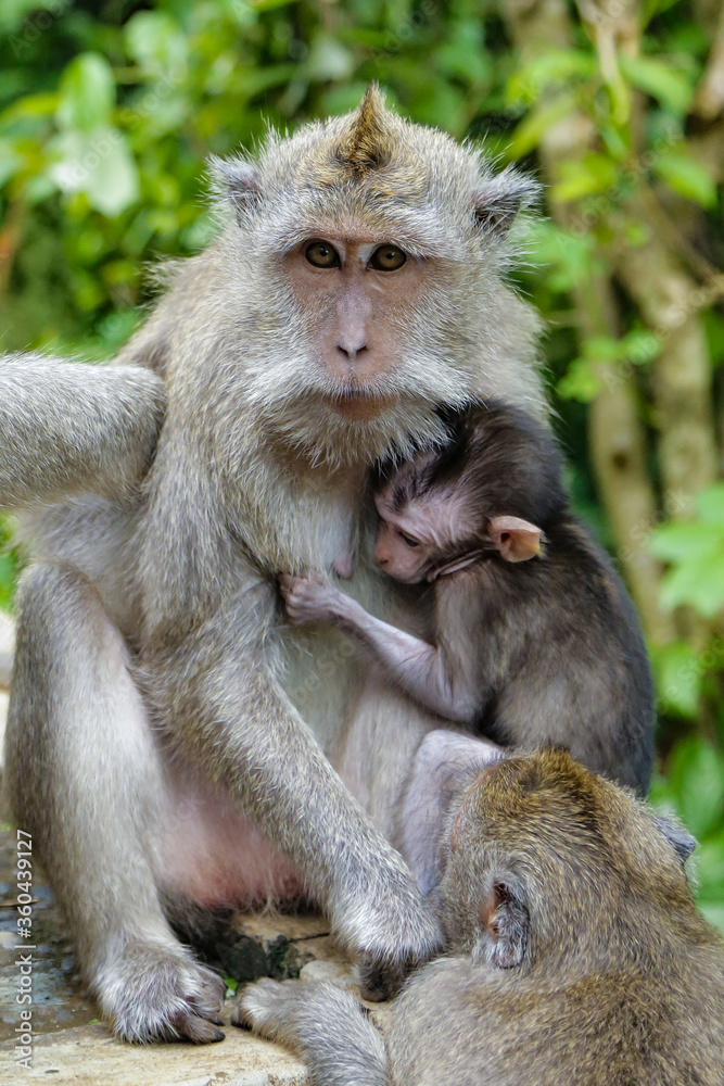 Gray macaque monkey sits with cub among other relatives and looks at the camera against the background of green forest. The baby monkey is pressed against the breast of his mother. Mother and child Gray macaque monkey sits with cub among other relatives and looks at the camera against the background of green forest. The baby monkey is pressed against the breast of his mother. Mother and child