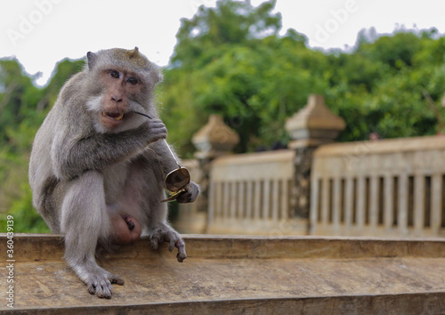 Gray macaque monkey holds and nibbles sunglasses. Shooting a summer day in Bali © Sergei