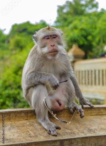The macaque monkey sits thoughtfully with his eyes closed and holds sunglasses in his paw. Shooting a summer day in Bali, Indonesia © Sergei