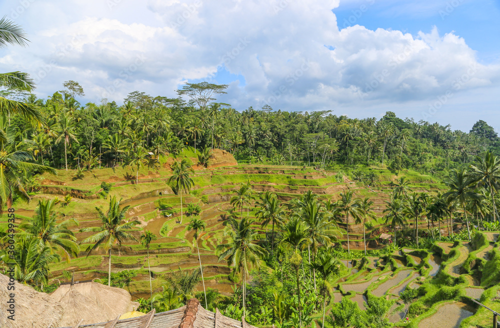 Tegallalang Rice Terraces in Ubud is famous for its beautiful scenes of rice paddies involving the traditional Balinese cooperative irrigation system. Shooting on a summer sunny day in Bali, Indonesia