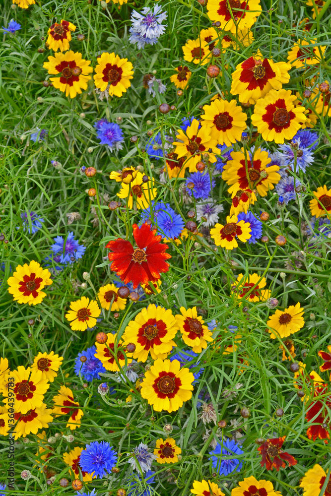 A golden and colourful naturaly planted flower meadow with Coreopsis , Cornflowers and marigolds