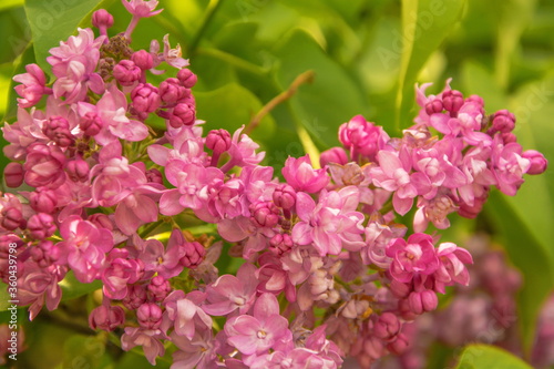 Inflorescence of fragrant bright pink lilacs