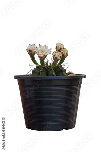 Gymnocalycium mihanovichii or Cactus bloom in black plastic pot isolated on white background included clipping path.