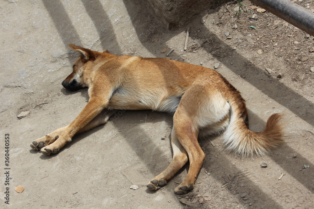 A dog lying on the ground A dog lying on the ground