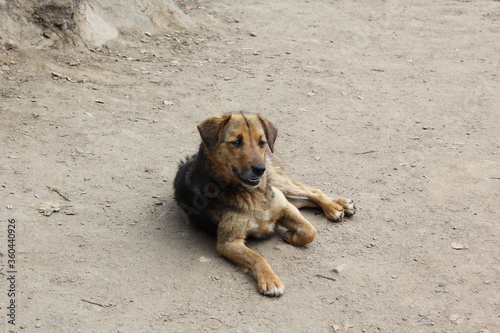 A dog lying on the ground