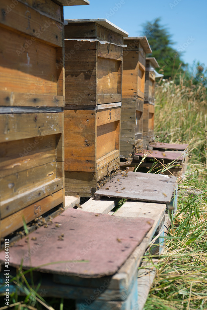 Honeybees fly and leave their beehive on a meadow in summer Honeybees fly and leave their beehive on a meadow in summer