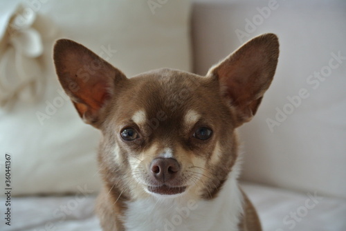 Chihuahua © Eloy