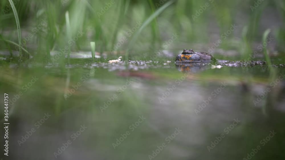 The male European fire-bellied toad looks for female to breed while making sounds. It floats on the surface of a small pond and inflates the abdomen. Green plants are around. The male European fire-bellied toad looks for female to breed while making sounds. It floats on the surface of a small pond and inflates the abdomen. Green plants are around.