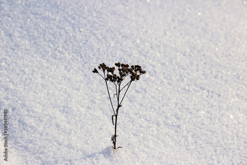 Wallpaper Mural lonely dry flower in silver snow Torontodigital.ca