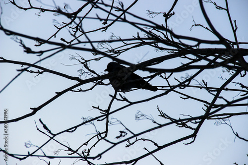 lonely crow sitting on tree branches