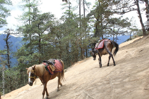 Many horses are on the hill to travel.