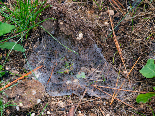 Morning dew in a spiderweb