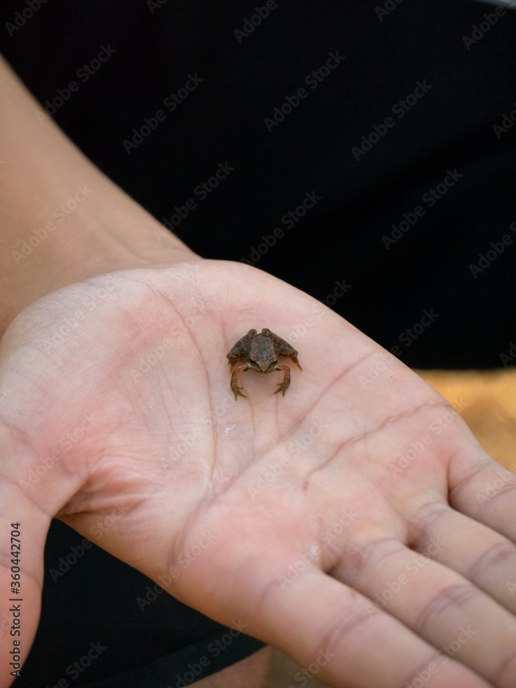 Tiny frog caught in the palm of a hand
