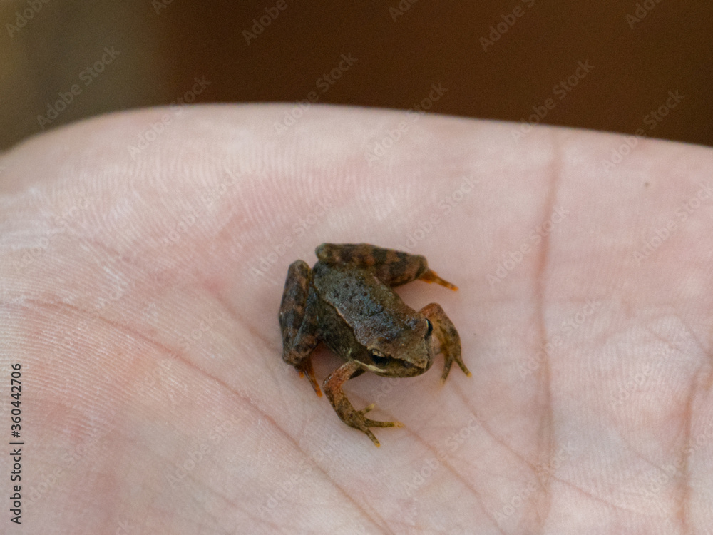 Tiny frog caught in the palm of a hand Tiny frog caught in the palm of a hand