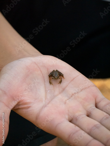 Tiny frog caught in the palm of a hand © Jose