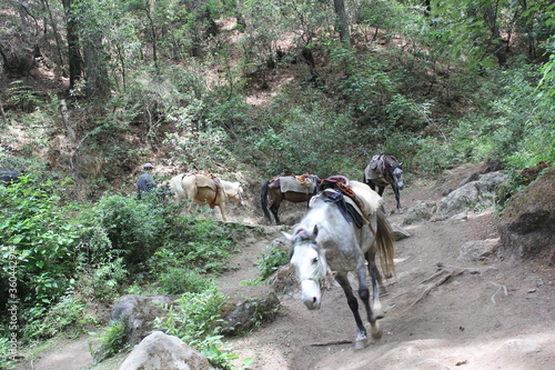 Many horses are on the hill to travel.