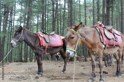 Many horses are on the hill to travel.