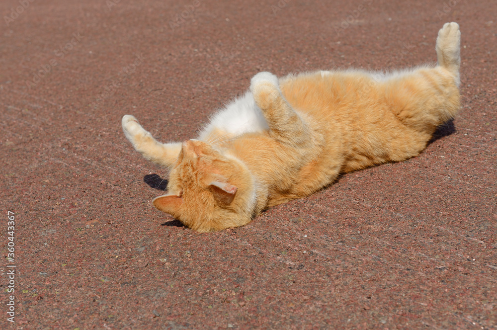 Fluffy ginger cat basking in sun