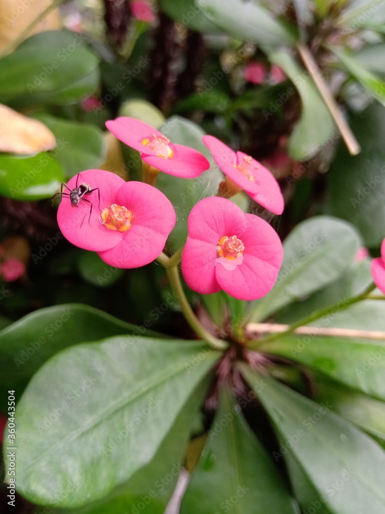 Closeup shot of Euphorbia flower with an ant on it. Closeup shot of Euphorbia flower with an ant on it.