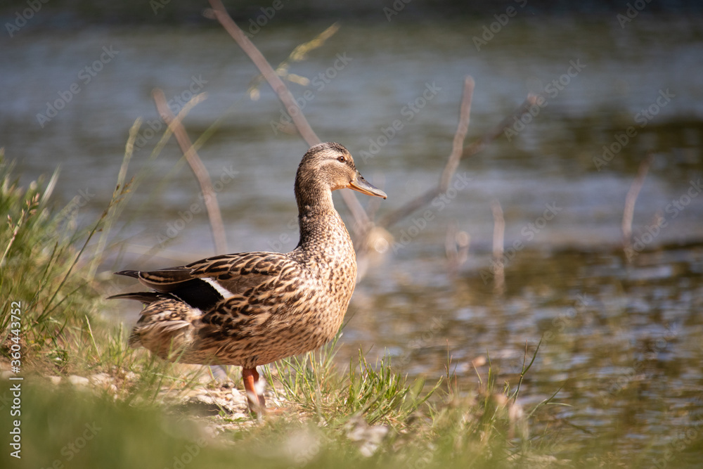 Beautiful brown duck standing on the edge of the river, looking into the distance. Warm summer day on the river Cetina Beautiful brown duck standing on the edge of the river, looking into the distance. Warm summer day on the river Cetina