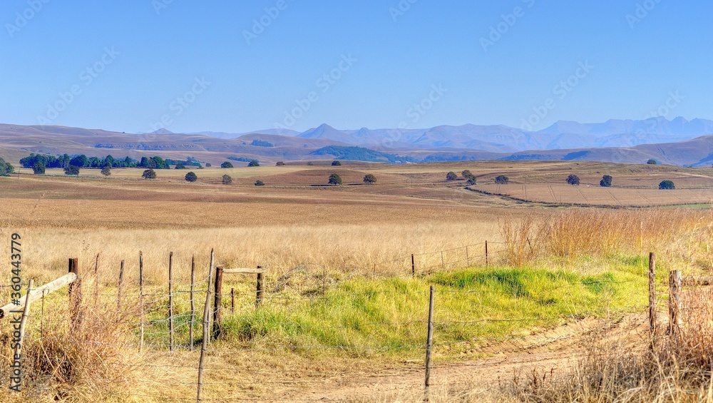 DRY WINTER MAIZE LANDS  in the Drakensberg foothills, kwazulu natal, south africa