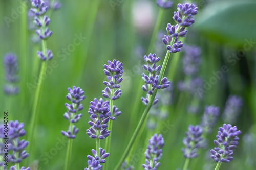 Lavender flowers in the field  garden. Soft focus. Nature wallpaper  background.