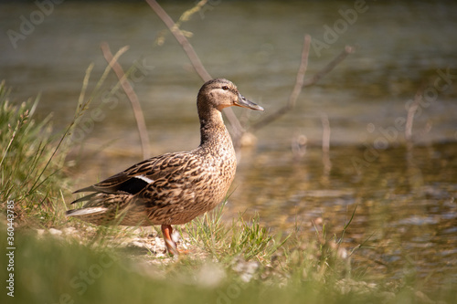 Beautiful brown duck standing on the edge of the river, looking into the distance. Warm summer day on the river Cetina