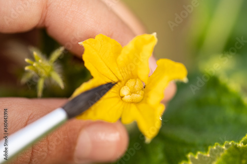 Pollination Of Cucumbers With Brush On Vegetable Garden Close Up.