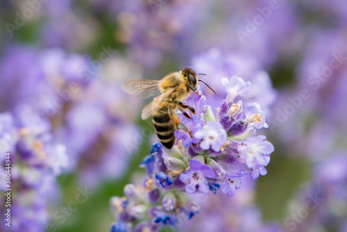 Striped bee has landed and sits on a lavender flower. Collects nectar. On the paws are pollen. Close-up.