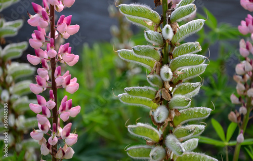 Beautifully blooming pink lupines, which abounds in relatively large, light pink flowers. The plants are best suited to bright places with sufficiently moist, but at the same time well-drained soil.  photo