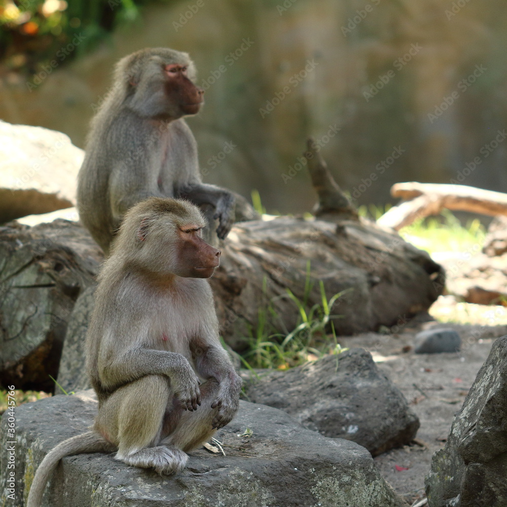 Hamadryas baboons (female) sitting at Auckland Zoo, New Zealand Hamadryas baboons (female) sitting at Auckland Zoo, New Zealand