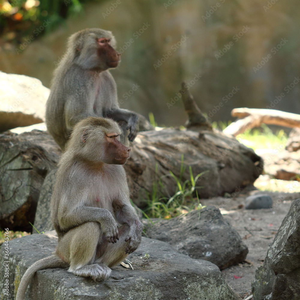 Hamadryas baboons (female) sitting at Auckland Zoo, New Zealand