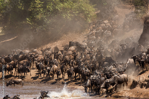 Wildebeests approaching the Mara river