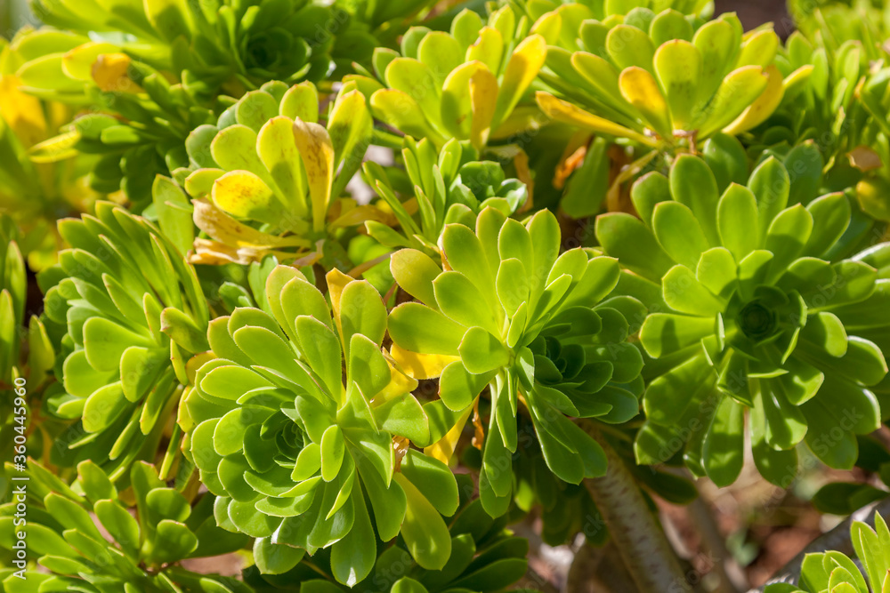 Aeonium Aeonium