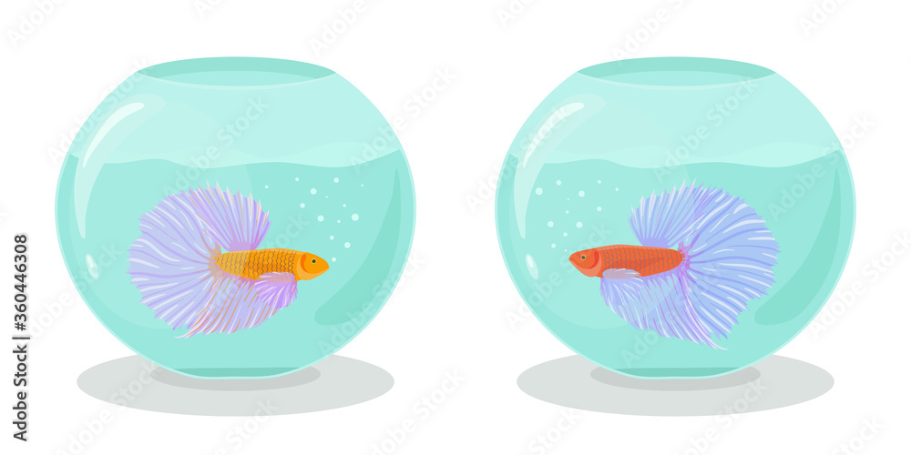 Naklejka premium Two aquariums with fighting siamese fishes in flat style. Vector hand drawn illustration of betta or cockerel fishes swimming in an aquarium.